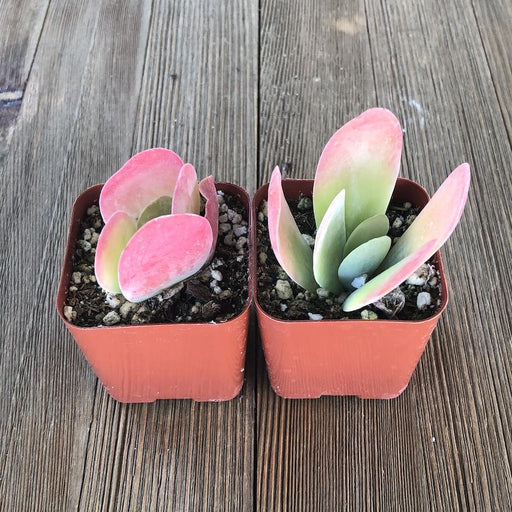 paddle succulent Kalanchoe Flapjacks - Paddle Plant - 2 inch