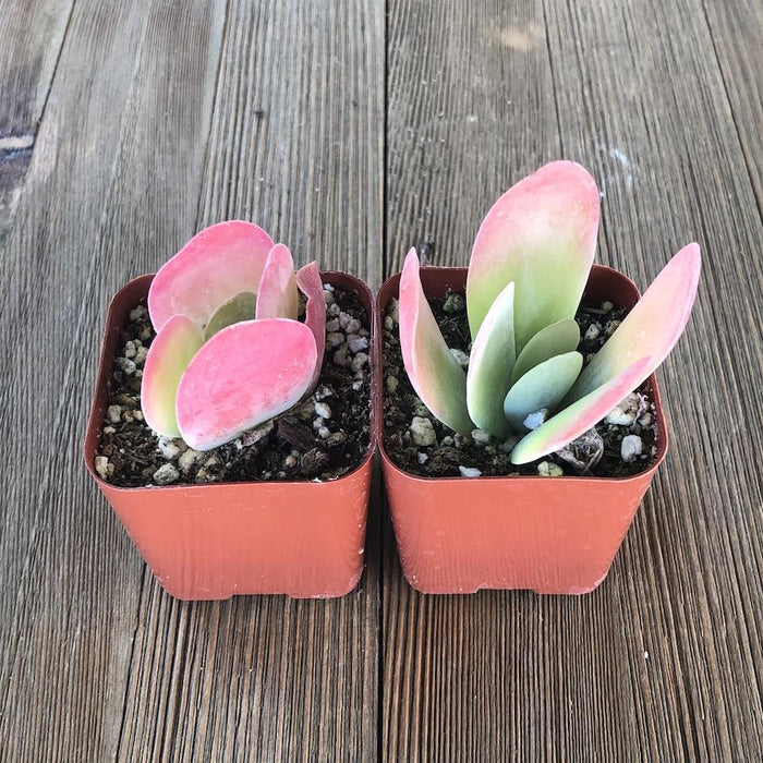 flapjack succulents Kalanchoe Flapjacks - Paddle Plant - 2 inch