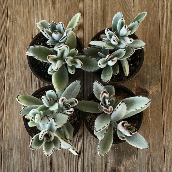 silver panda succulent Panda Plant Kalanchoe tomentosa - 4 Inch