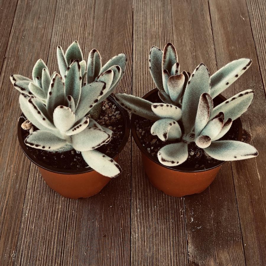 succulent kalanchoe tomentosa Panda Plant Kalanchoe tomentosa - 4 Inch