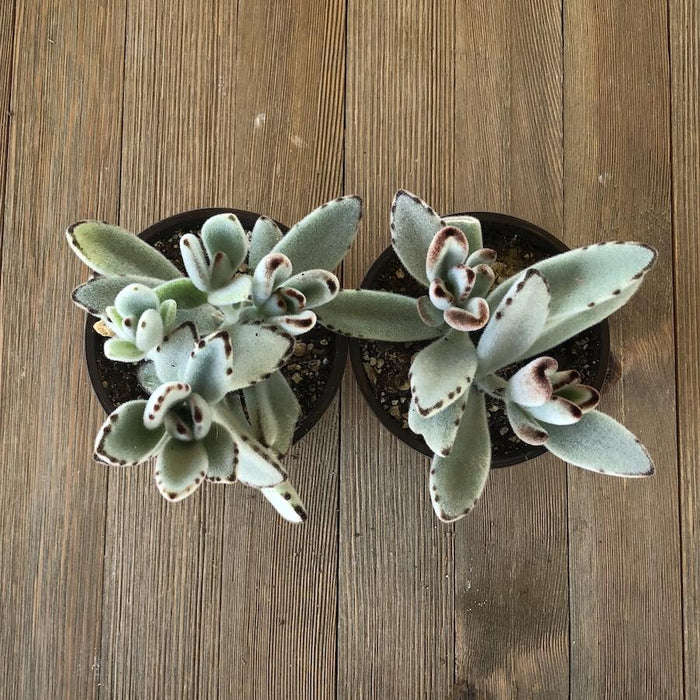panda plant succulent care Panda Plant Kalanchoe tomentosa - 4 Inch
