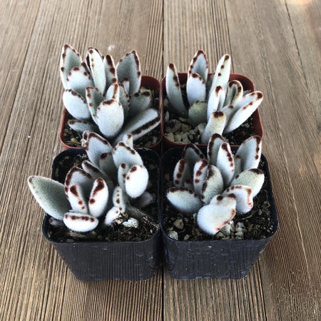 white panda succulent Panda Plant Kalanchoe Tomentosa - Fuzzy - 2 Inch