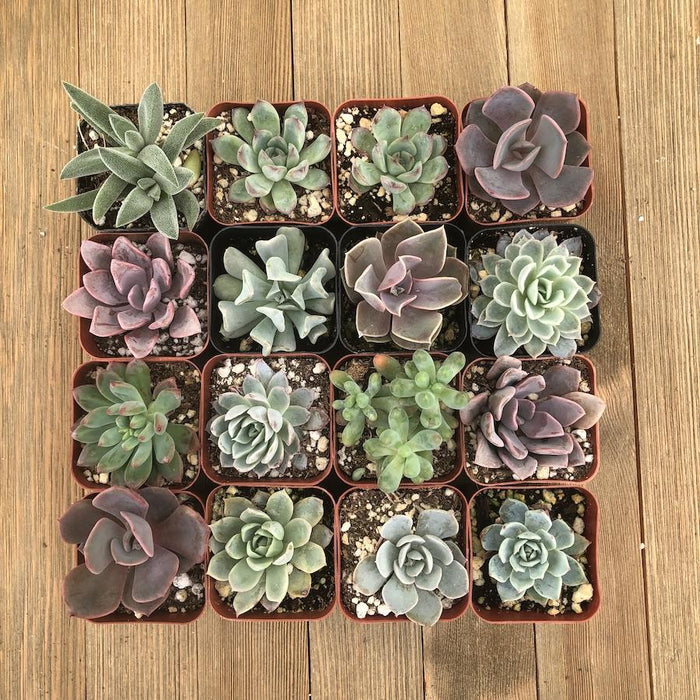 pastel succulents Pastel Succulent Collection - Assorted
