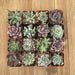 Pastel Succulent Collection - Assorted | Small Pack | Harddy