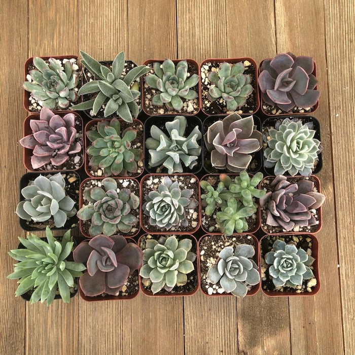Pastel Succulent Collection - Assorted | Small Pack | Harddy