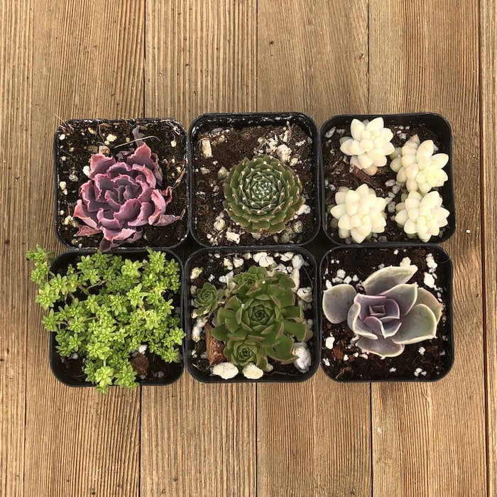succulent plants safe for pets Pet Safe Non Toxic Succulent Collection
