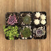 Pet Safe Non Toxic Succulent Collection | Pack | Harddy