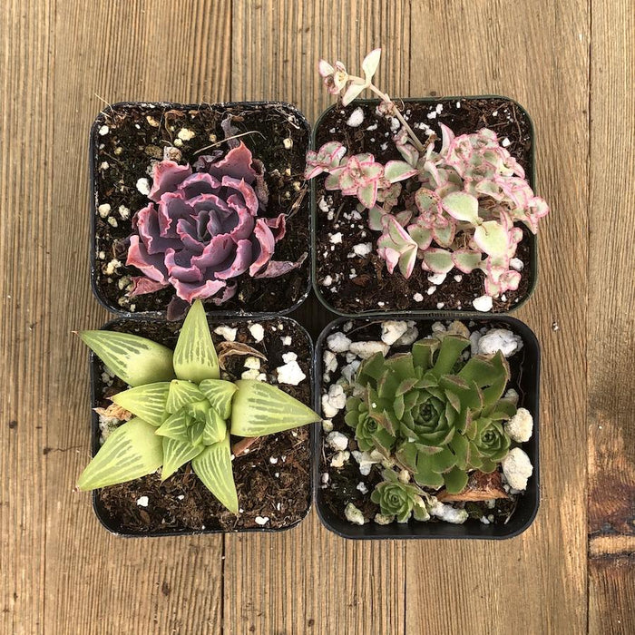 succulents and pets Pet Safe Non Toxic Succulent Collection