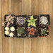 Pet Safe Non Toxic Succulent Collection | Pack | Harddy