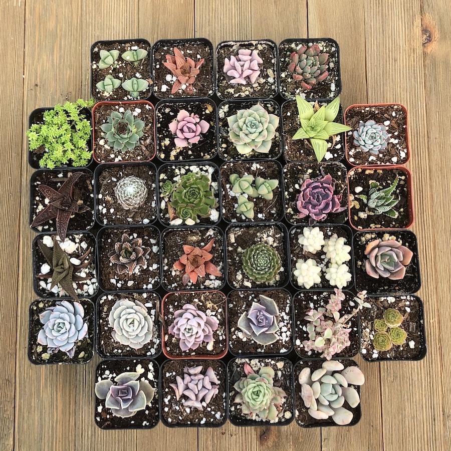 Pet Safe Non Toxic Succulent Collection | Premium Succulents