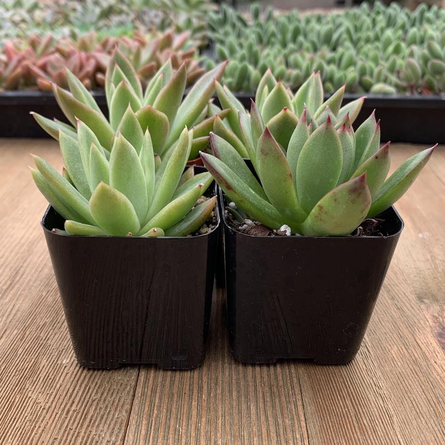 echeveria agavoides succulent Echeveria Agavoides - 2 Inch