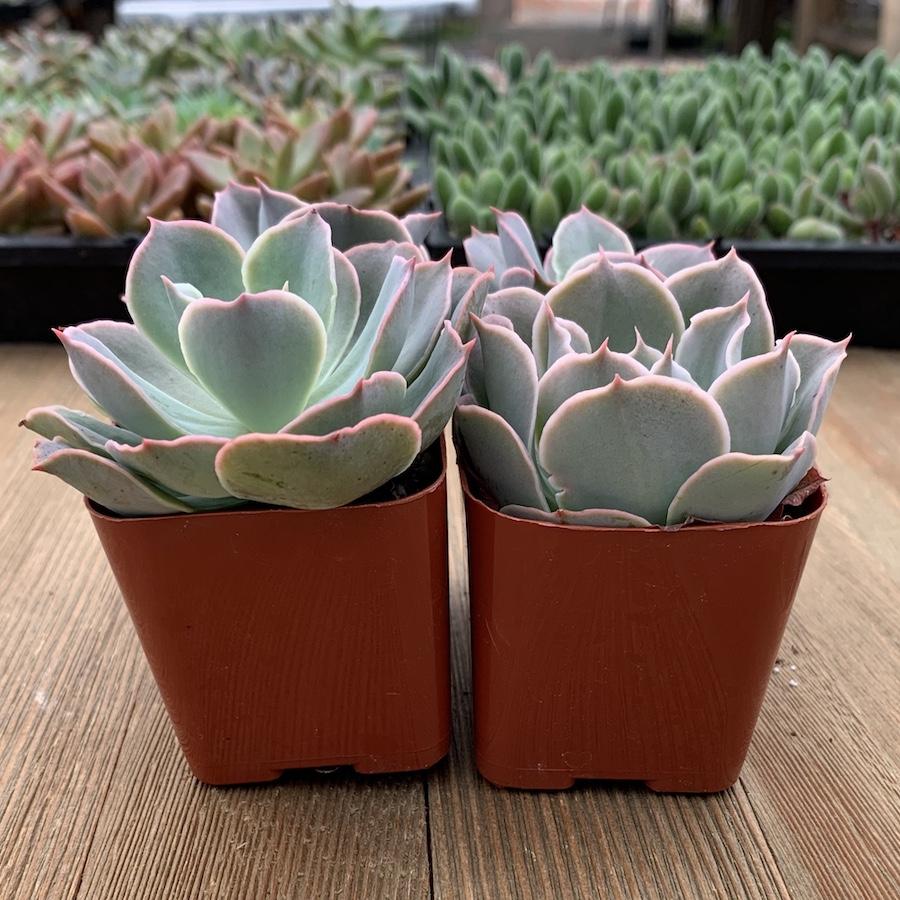 Echeveria shaviana - 2 Inch | Premium Succulents Direct From the