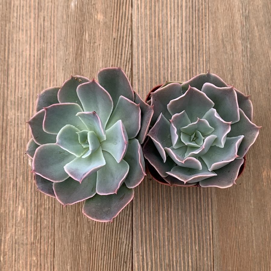 Echeveria shaviana - 2 Inch | Premium Succulents Direct From the