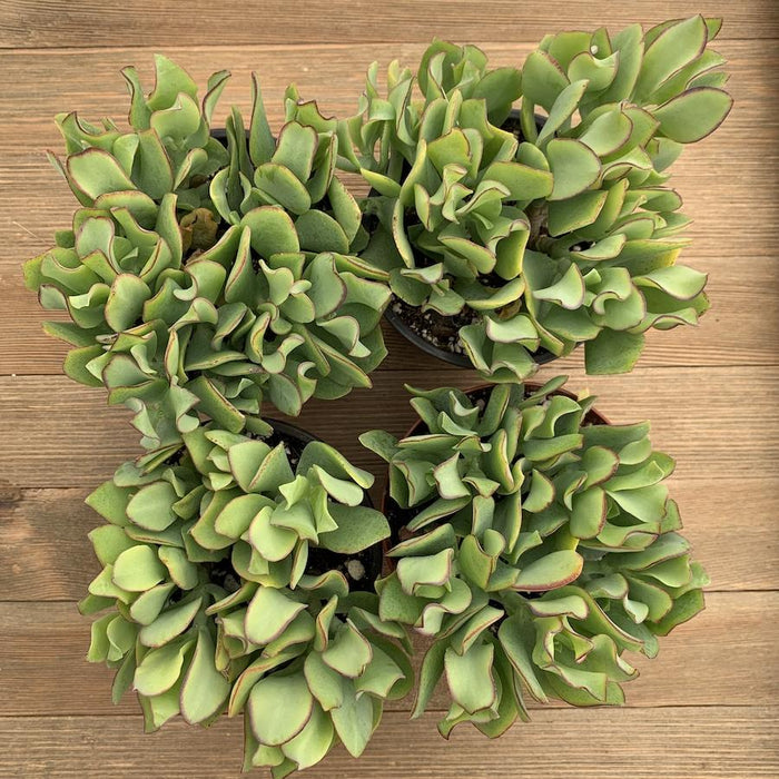 curly crassula succulent Crassula Wavy Jade - 4 Inch