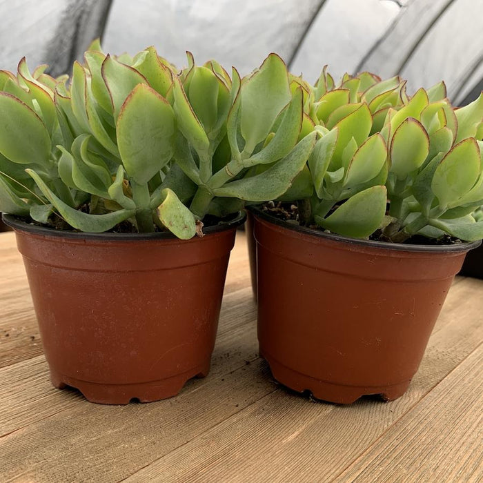 wavy succulent Crassula Wavy Jade - 4 Inch