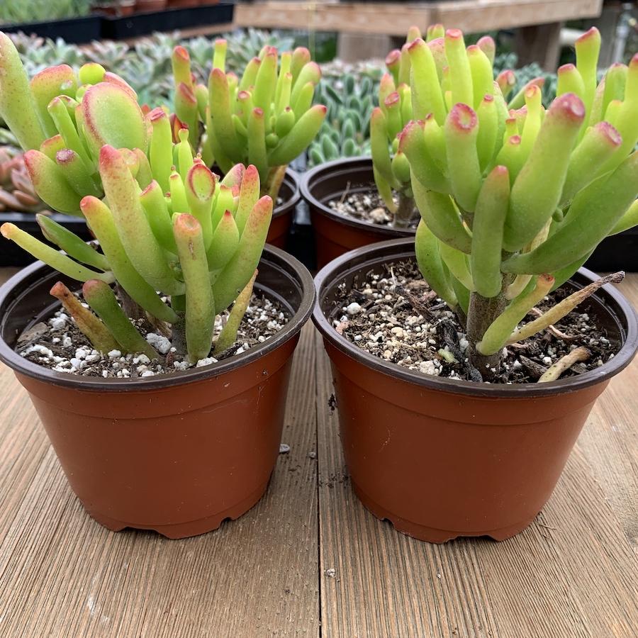 jade gollum plant Gollum Jade - Crassula