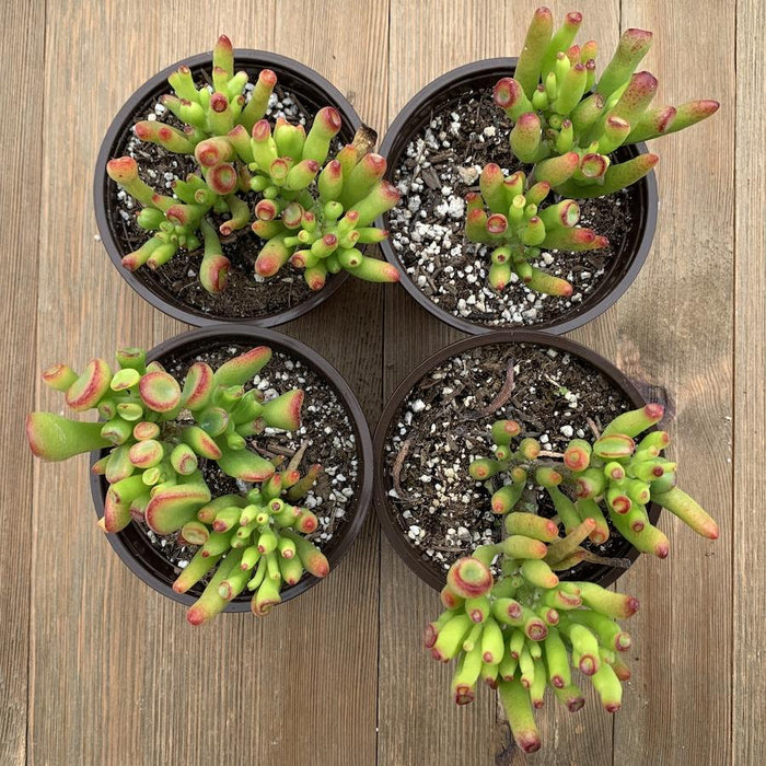 succulent gollum jade Gollum Jade - Crassula