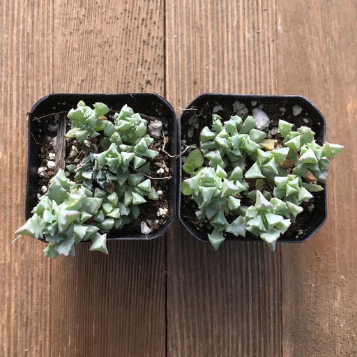 pink ice plant succulent Pink Iceplant Succulent - Oscularia deltoides