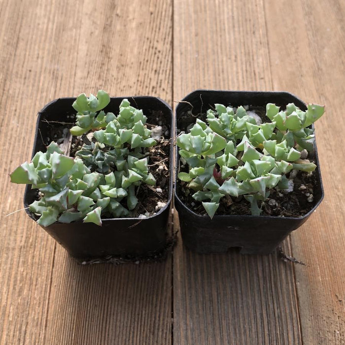 ice plant succulent indoors Pink Iceplant Succulent - Oscularia deltoides