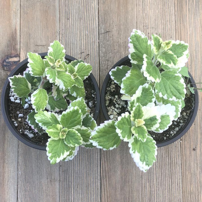 Variegated Mint Leaf - Plectranthus madagascariensis - 4 inch | Plant | Harddy