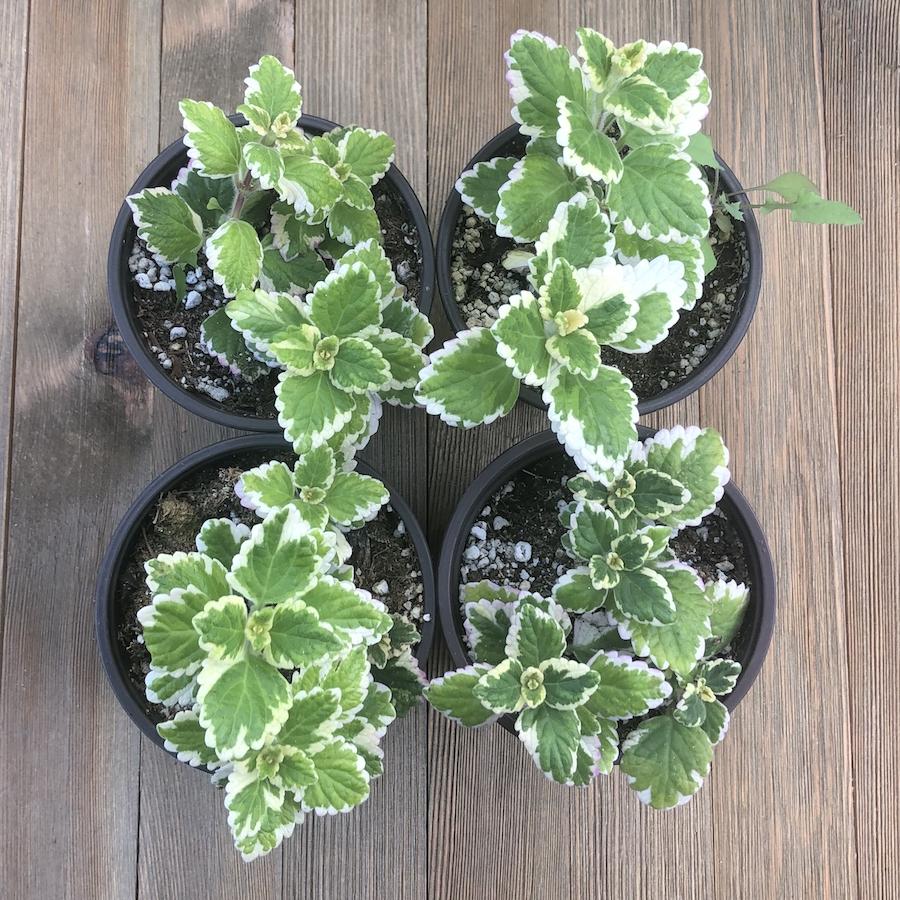 plectranthus money plant Variegated Mint Leaf - Plectranthus madagascariensis - 4 inch