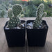Polka Dot Cacti - Opuntia Mini Cactus | Plant | Harddy