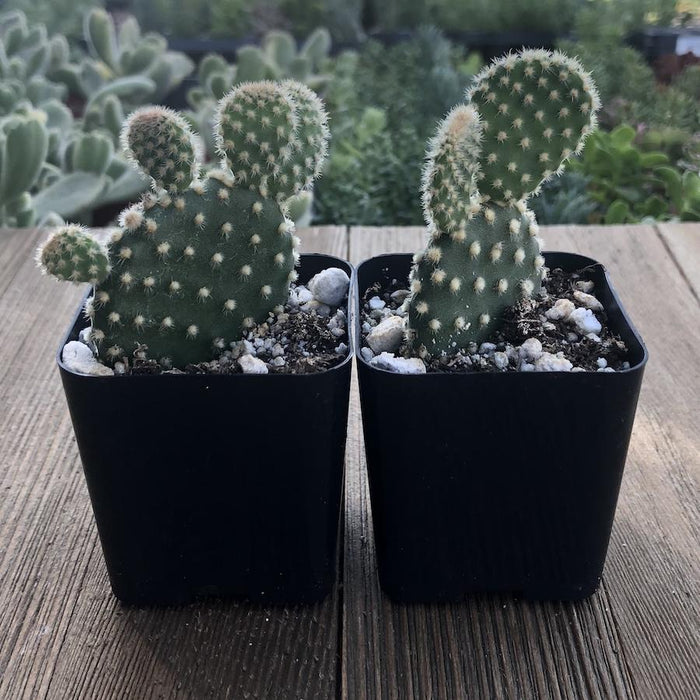 types of mini cactus plants Polka Dot Cacti - Opuntia Mini Cactus