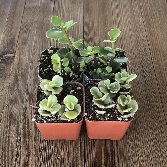 elephant bush variety portulacaria afra Elephant Bush Variety - Portulacaria afra - 2 Inch