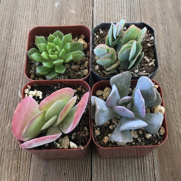2 inch succulent pots Assorted Premium 2 inch Succulent Plants