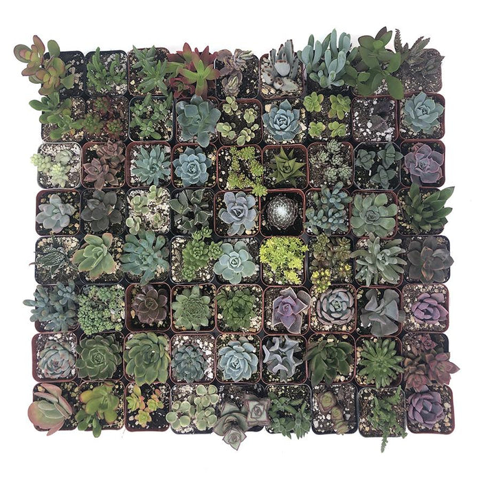 succulent shapes Assorted Premium 2 inch Succulent Plants