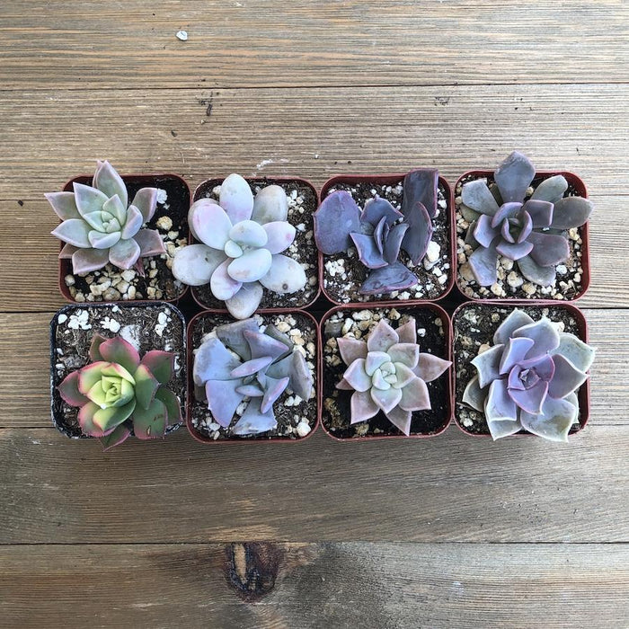 pretty in pink succulent Pretty Pink Succulent Assorted Collection