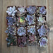 Pretty Pink Succulent Assorted Collection | Pack | Harddy