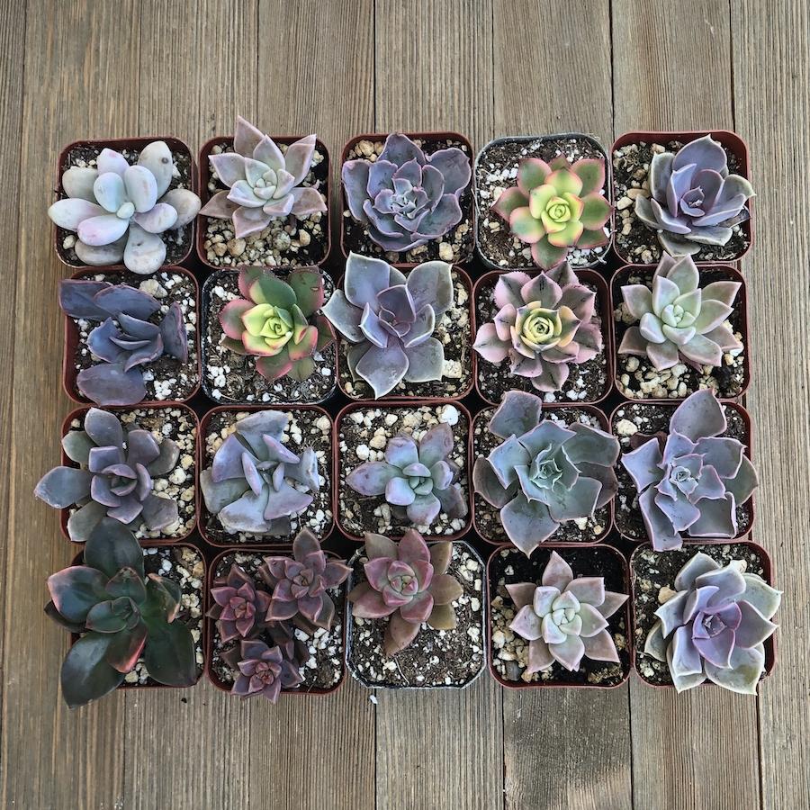 Pretty Pink Succulent Assorted Collection