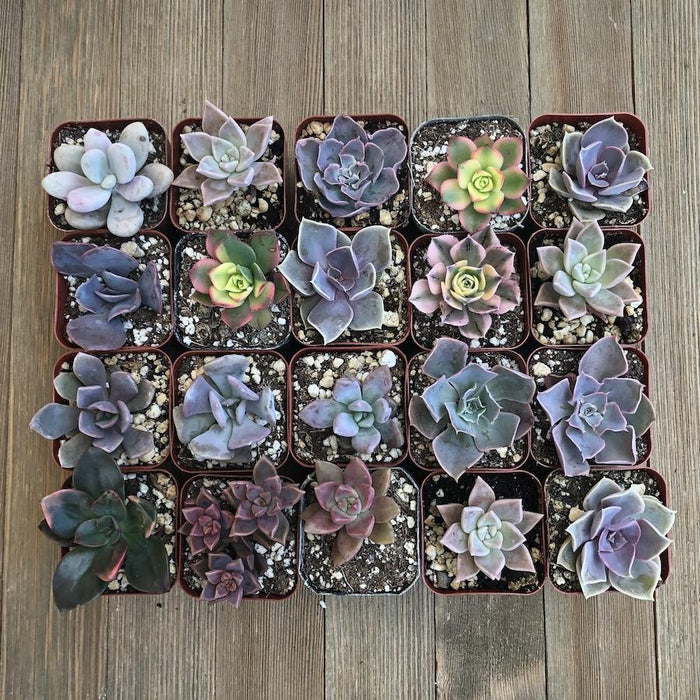 Pretty Pink Succulent Assorted Collection | Pack | Harddy