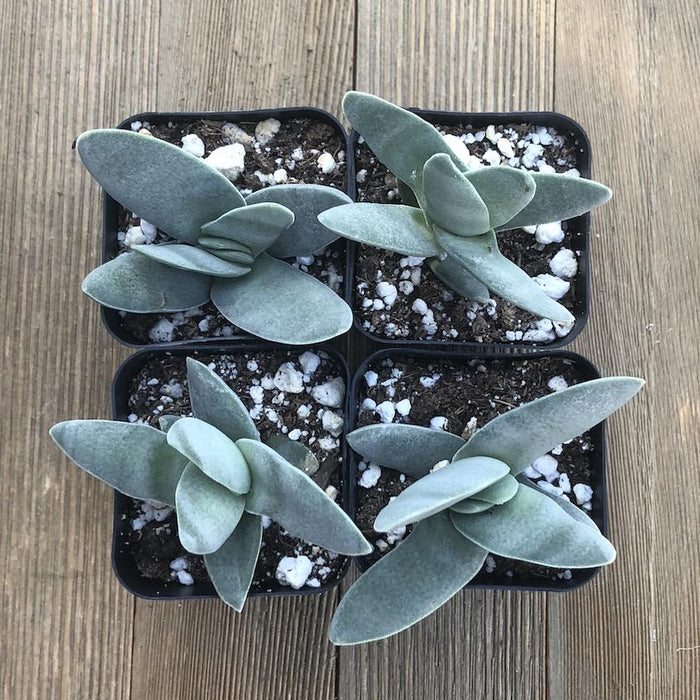 airplane plant succulent Propeller Plant - Crassula falcata - Airplane Plant