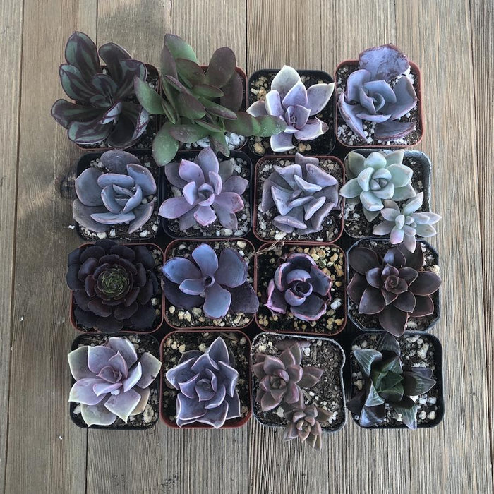 different types of succulents purple Perfect Purple Succulent Collection
