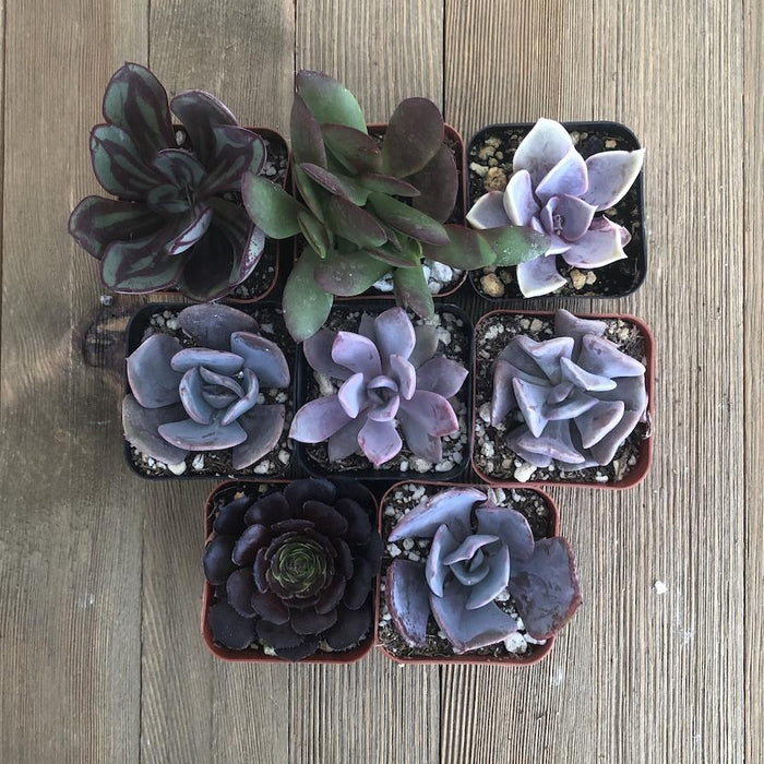 succulents purple Perfect Purple Succulent Collection