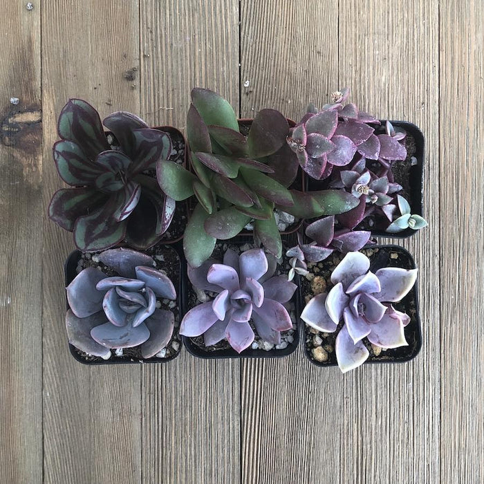 purple succulent plants Perfect Purple Succulent Collection