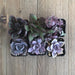 Perfect Purple Succulent Collection | Pack | Harddy