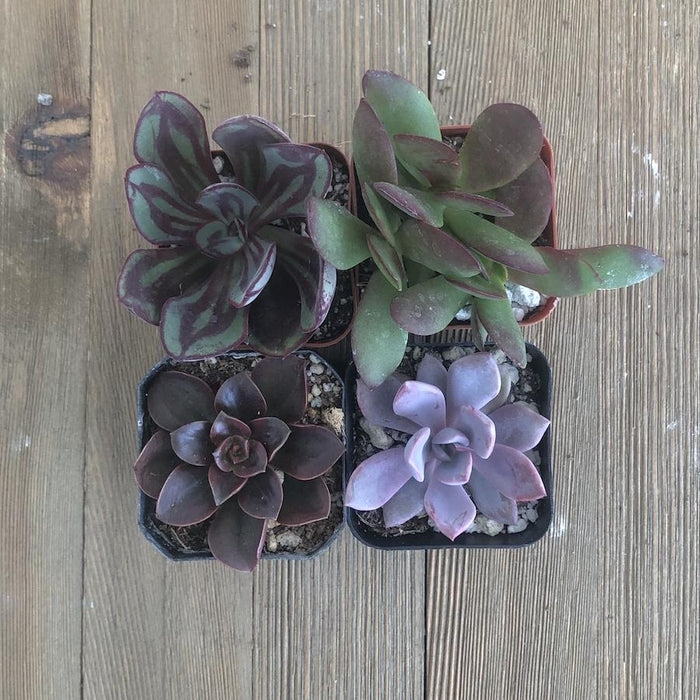 Perfect Purple Succulent Collection | Premium Succulents Direct From ...