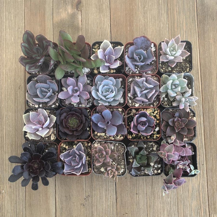 dark purple and green succulent Perfect Purple Succulent Collection