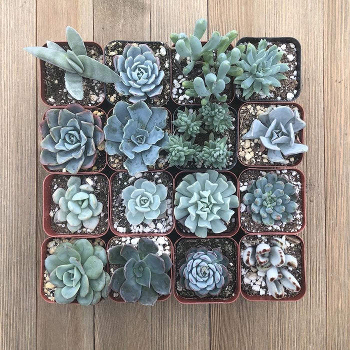 blue succulent plant Beautiful Blue Succulent Collection