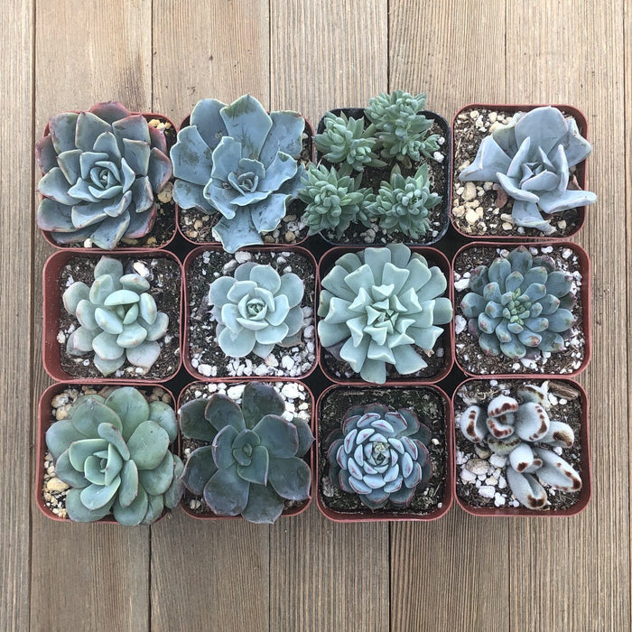 Beautiful Blue Succulent Collection | Pack | Harddy