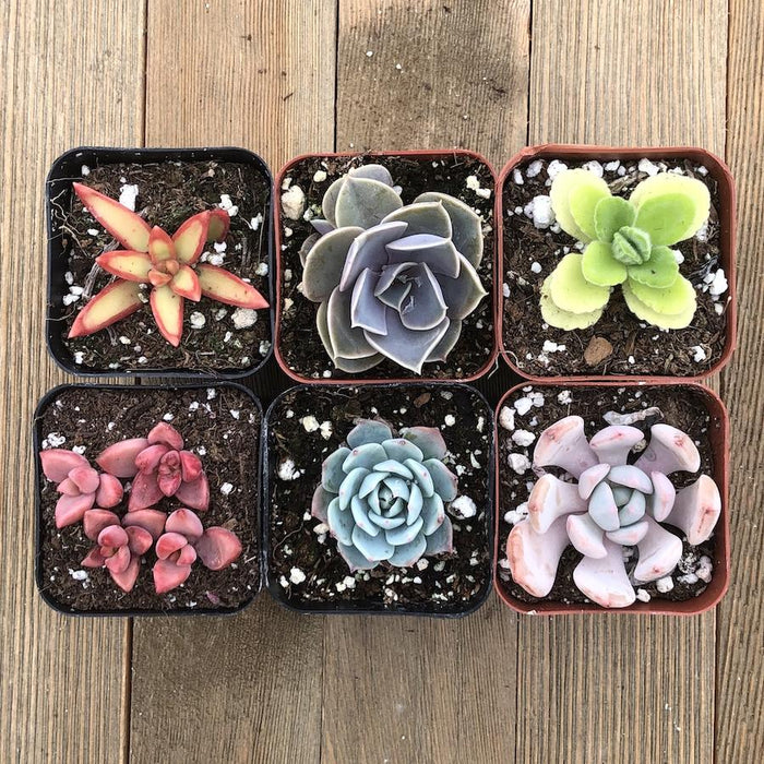 Rainbow Succulent Collection | Pack | Harddy