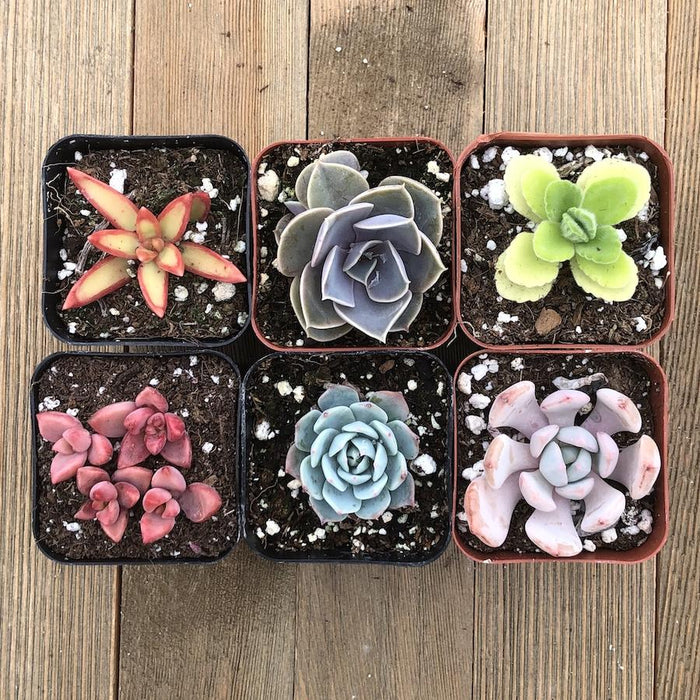 rainbow succulents Rainbow Succulent Collection 16 Plants