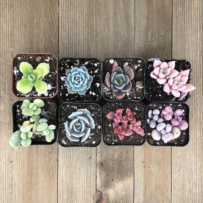 rainbow succulent plants for sale Rainbow Succulent Collection 16 Plants
