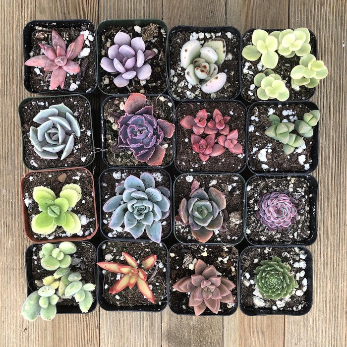 colorful succulents online Rainbow Succulent Collection 16 Plants