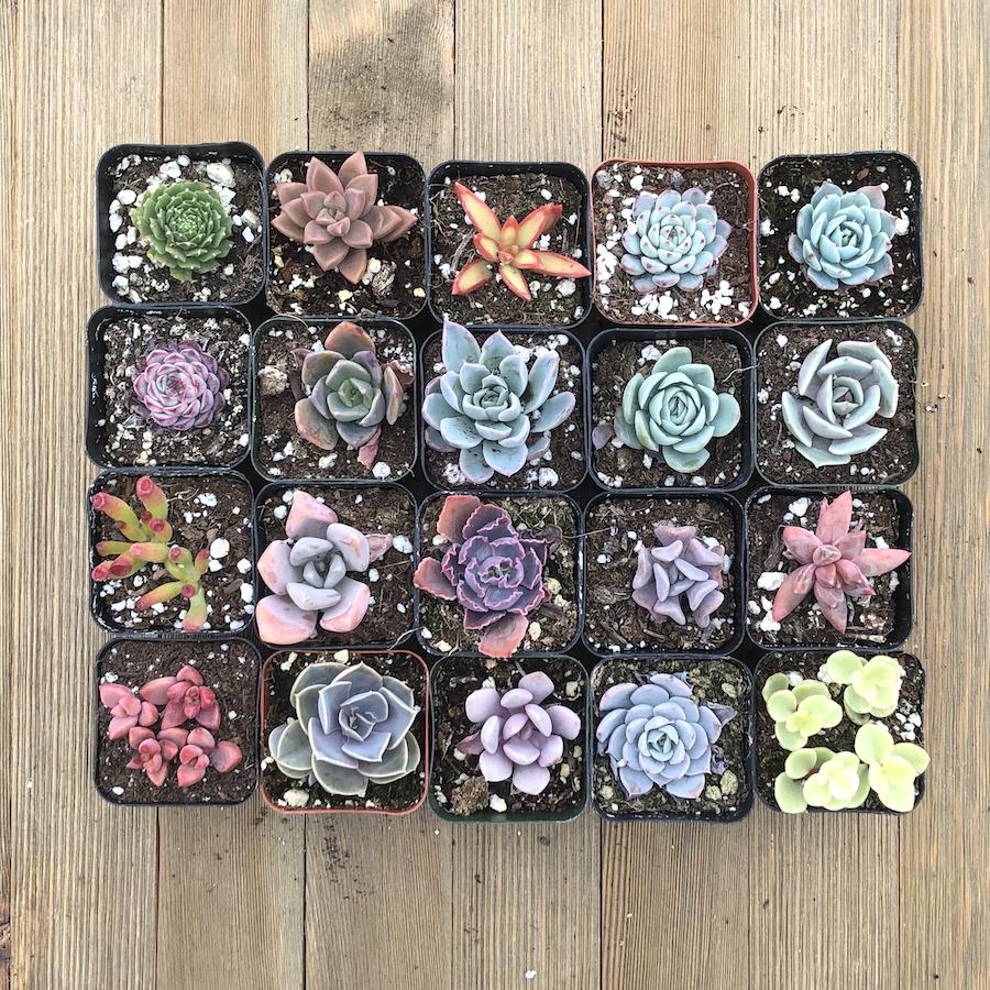 rainbow succulent care Rainbow Succulent Collection
