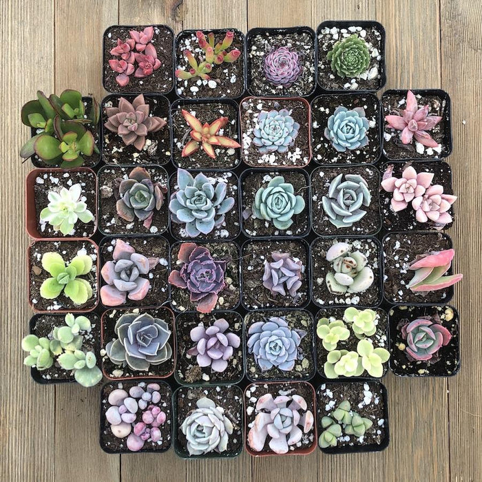 colorful succulents Rainbow Succulent Collection 16 Plants