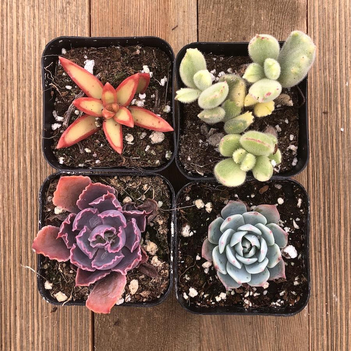 rainbow succulent plant Rainbow Succulent Collection 16 Plants